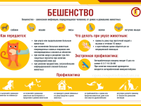 Профилактика бешенства